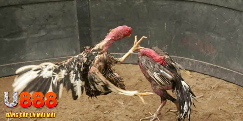 vnz66 đăng nhập liêng hôm nay